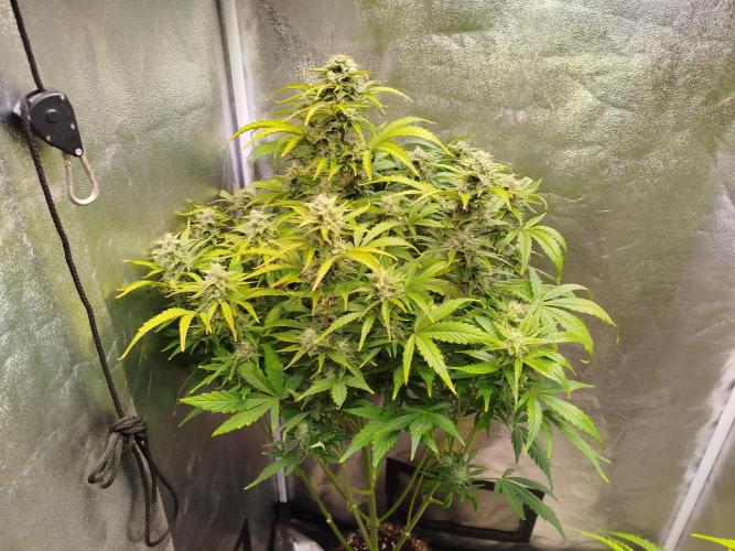 Sweet Skunk Automatic. Week 7