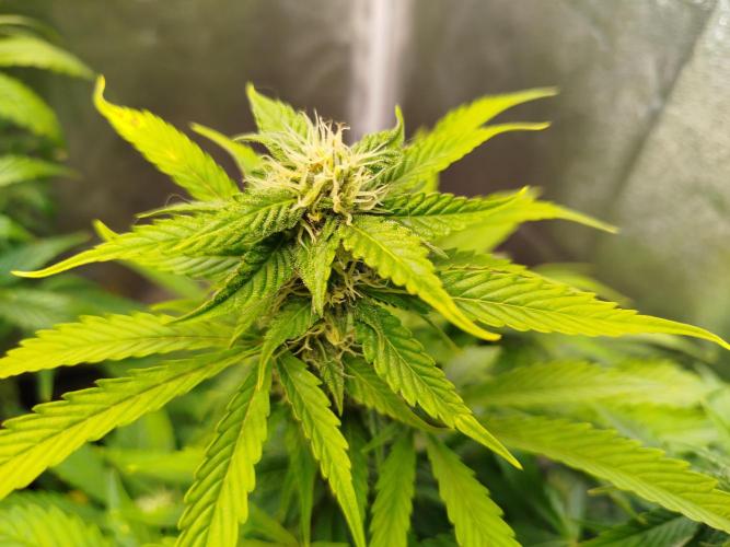 Mini Toffee Pudding Auto. Week 8