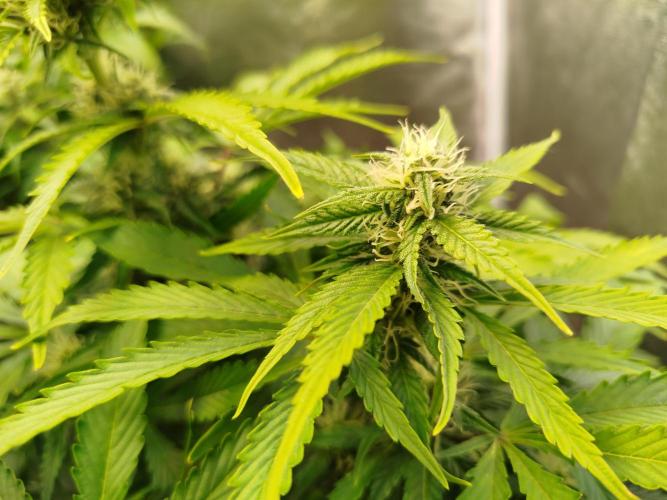 Mini Toffee Pudding Auto. Week 8