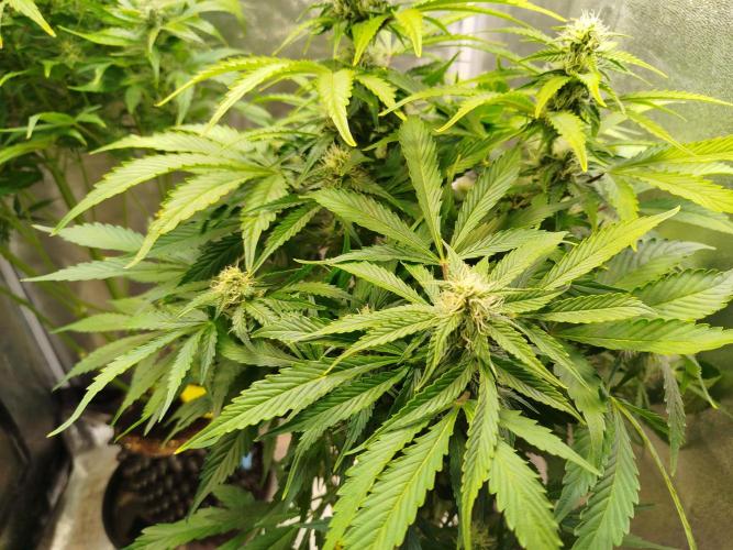 Mini Toffee Pudding Auto. Week 8