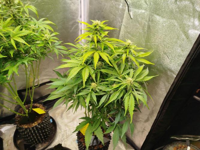 Toffee Pudding Auto. Week 8