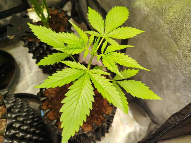 Z-Up Auto -  Ex-Bloombastic Contest 26. Week 3