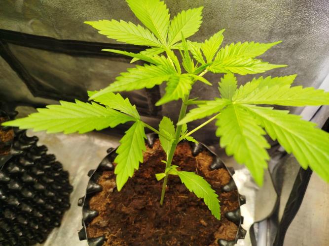 Z-Up Auto -  Ex-Bloombastic Contest 26. Week 3