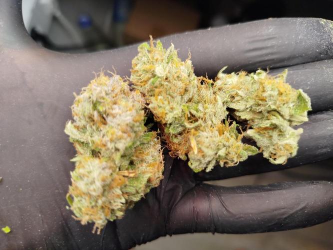 Papaya Cookies Auto. Week 9