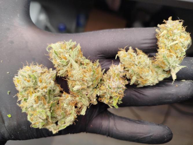 Papaya Cookies Auto. Week 9