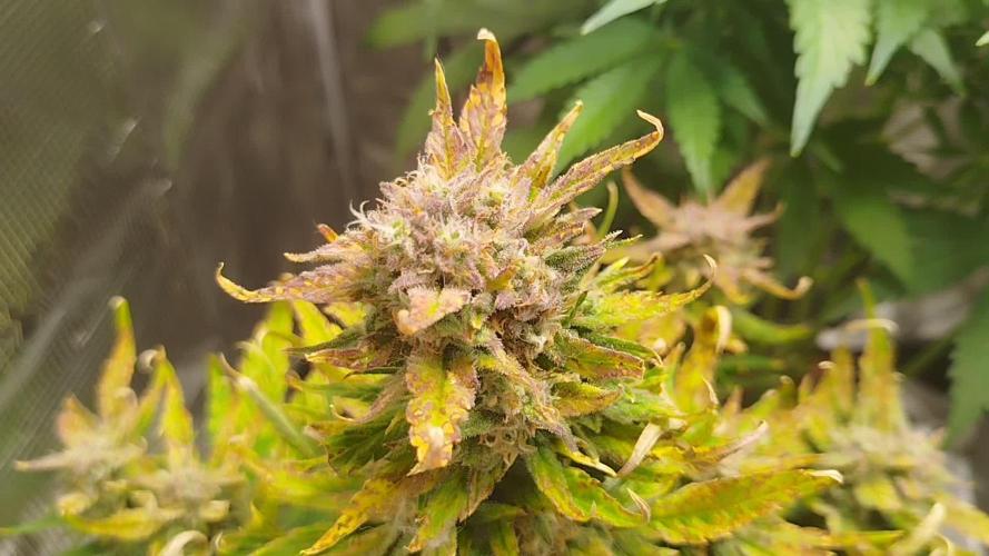 Papaya Cookies Auto