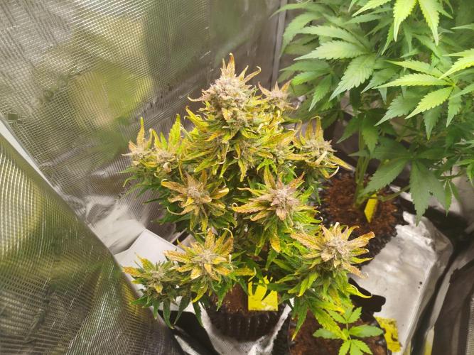 Papaya Cookies Auto. Week 9