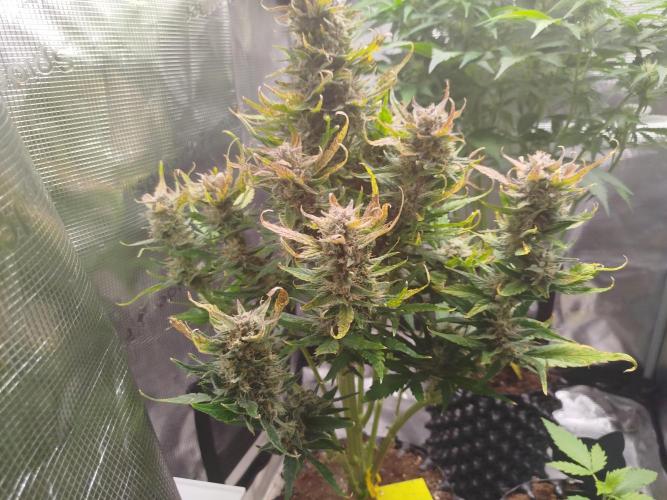 Papaya Cookies Auto. Week 9