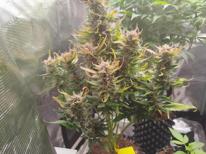 Papaya Cookies Auto. Week 9