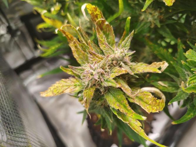 Papaya Cookies Auto. Week 9
