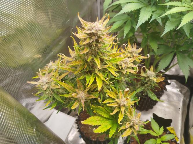 Papaya Cookies Auto. Week 9
