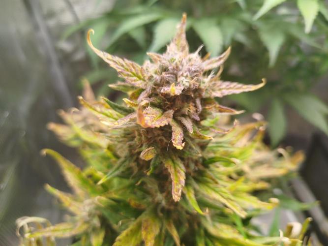 Papaya Cookies Auto. Week 9