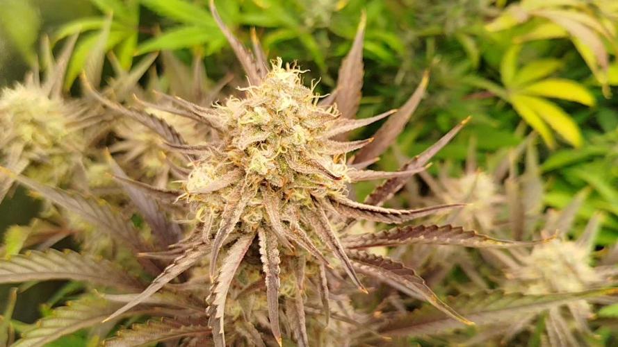 Wedding Cake Auto - Seedsman