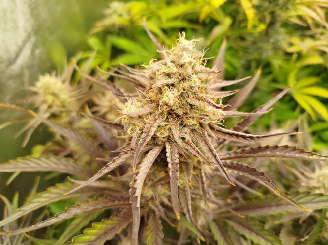 Wedding Cake Auto - Seedsman. Week 9