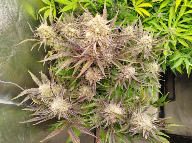 Wedding Cake Auto - Seedsman. Week 9