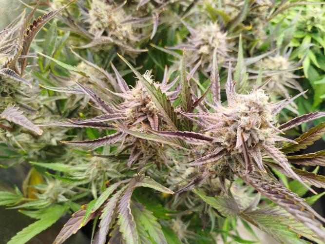 Wedding Cake Auto - Seedsman. Week 9