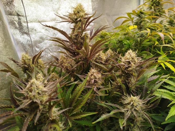 Wedding Cake Auto - Seedsman. Week 9