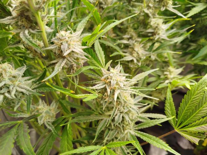 Wedding Cake Auto - Seedsman. Week 9