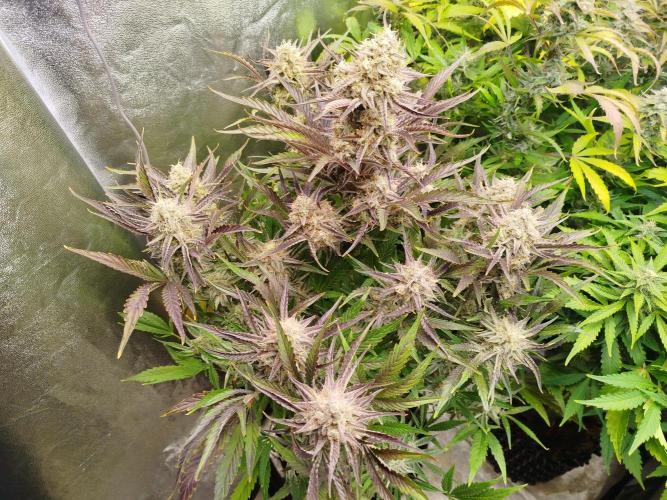 Wedding Cake Auto - Seedsman. Week 9