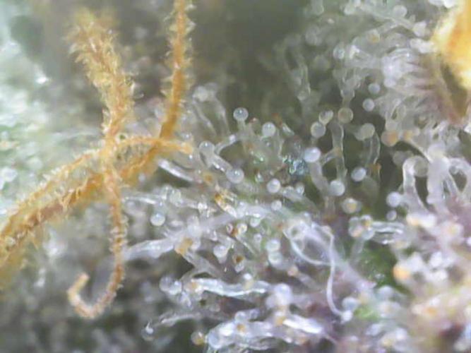 Wedding Cake Auto - Seedsman. Week 9