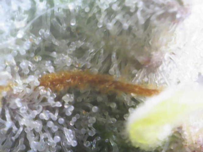 Wedding Cake Auto - Seedsman. Week 9