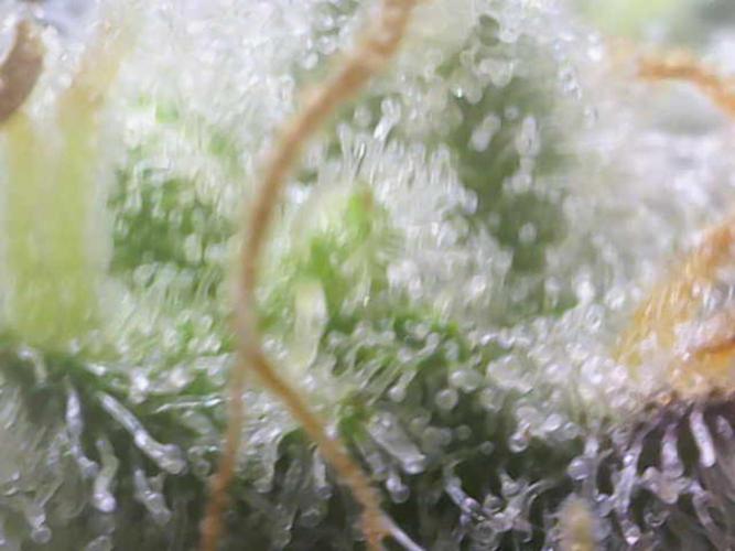 Wedding Cake Auto. Week 9