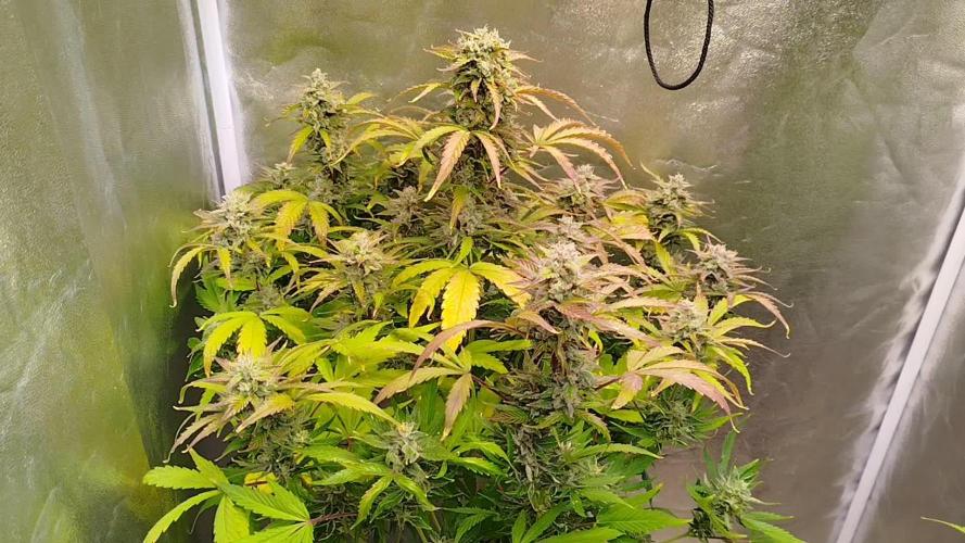Sweet Skunk Auto