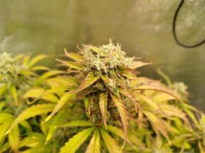 Sweet Skunk Auto. Week 8