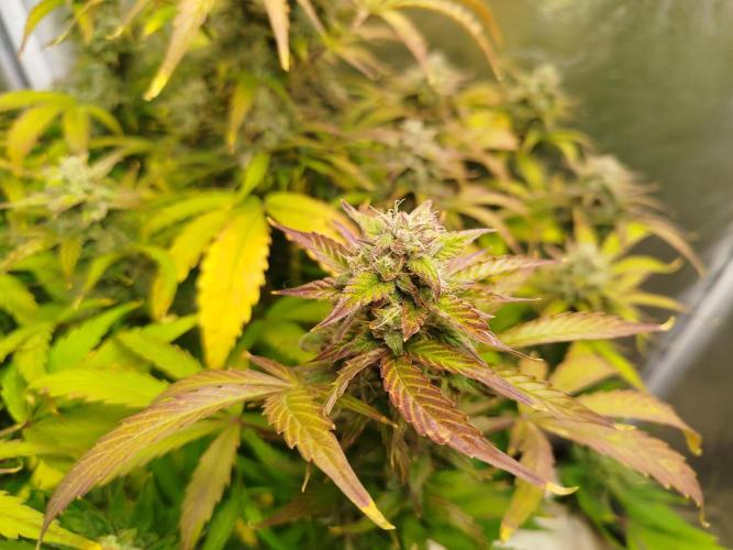 Sweet Skunk Auto. Week 8