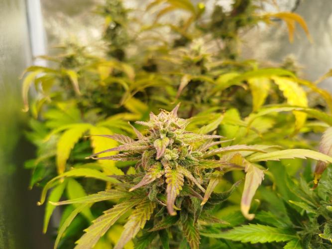 Sweet Skunk Auto. Week 8