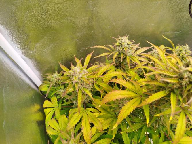 Sweet Skunk Auto. Week 8