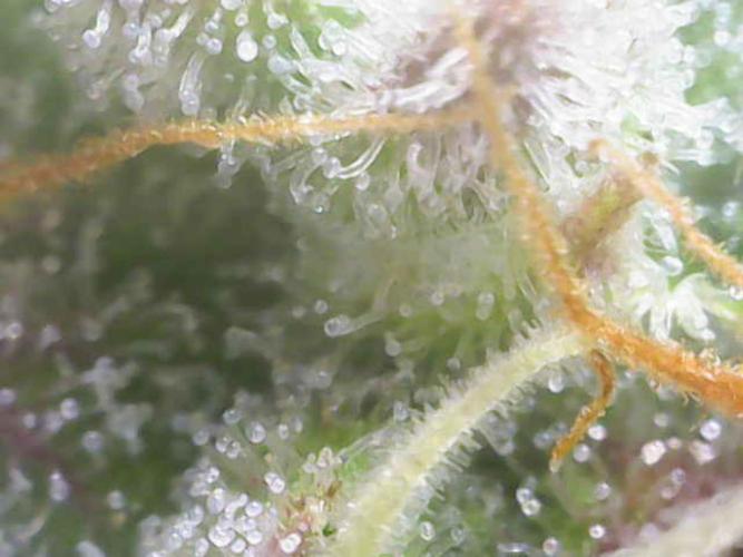 Sweet Skunk Automatic. Week 8