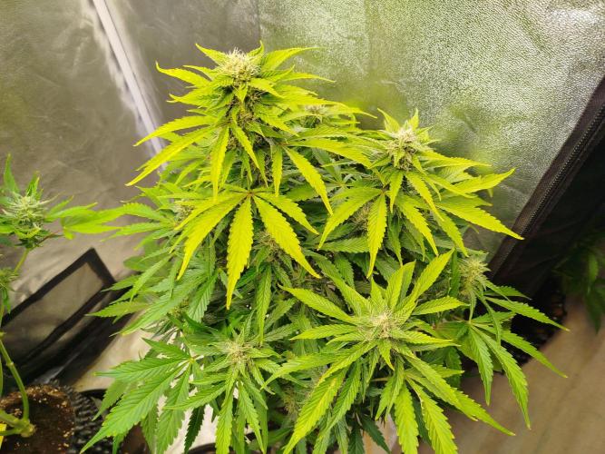 Mini Toffee Pudding Auto. Week 9