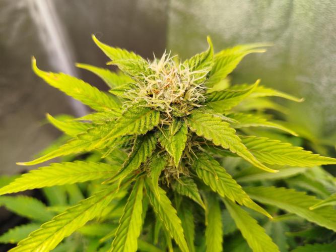 Mini Toffee Pudding Auto. Week 9