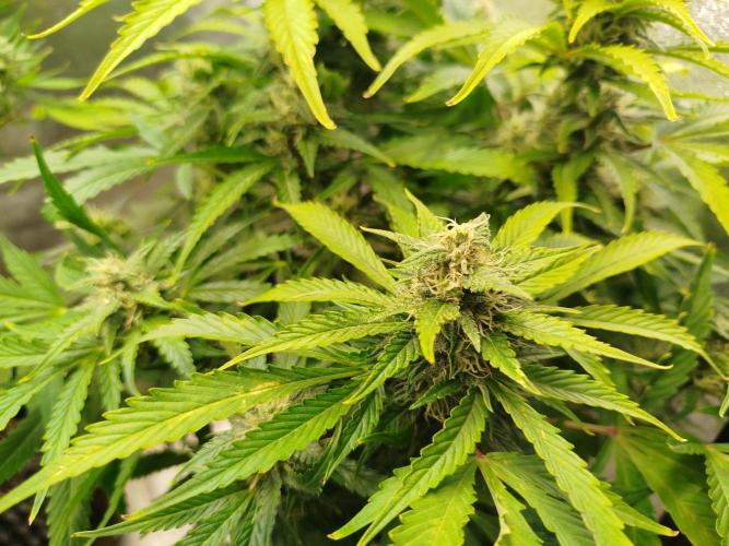 Toffee Pudding Auto. Week 9