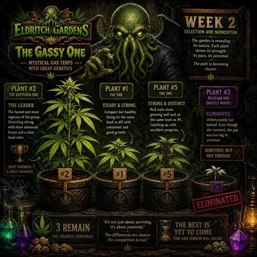 Gassy Trio | SSSC Contest 26 | F027. Week 2