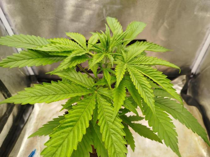 Z-Up Auto -  Ex-Bloombastic Contest 26. Week 4