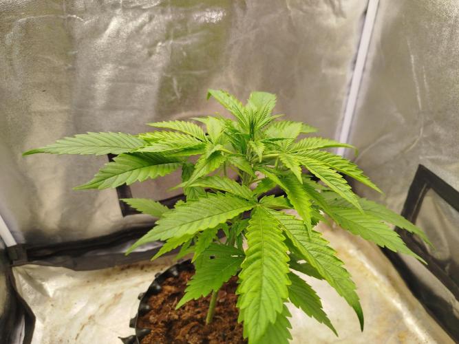 Z-Up Auto -  Ex-Bloombastic Contest 26. Week 4