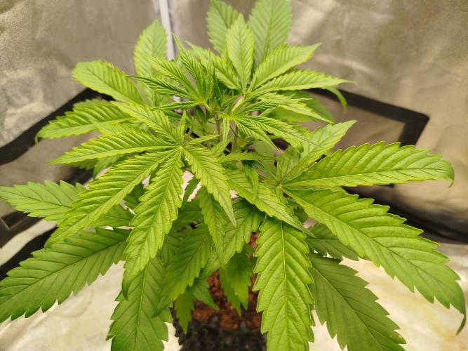 Z-Up Auto -  Ex-Bloombastic Contest 26. Week 4