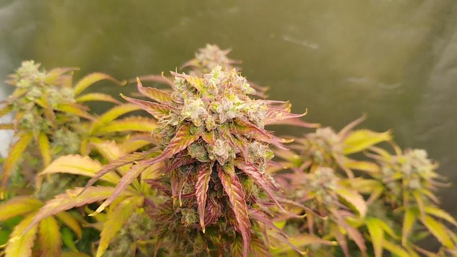 Sweet Skunk Auto