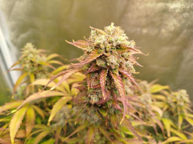 Sweet Skunk Auto. Week 9