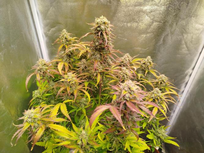 Sweet Skunk Auto. Week 9