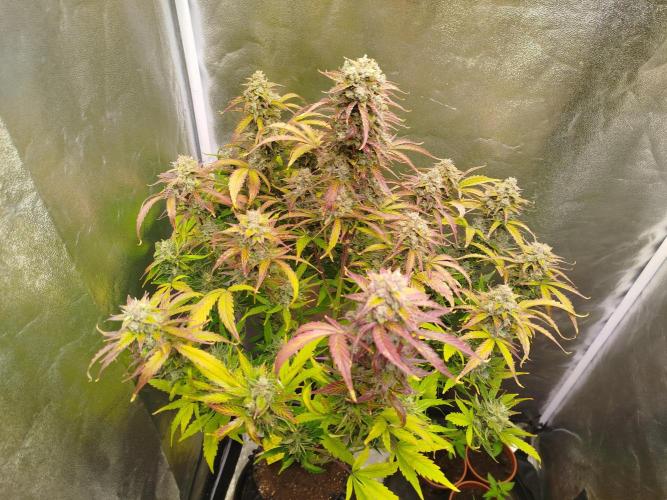 Sweet Skunk Auto. Week 9