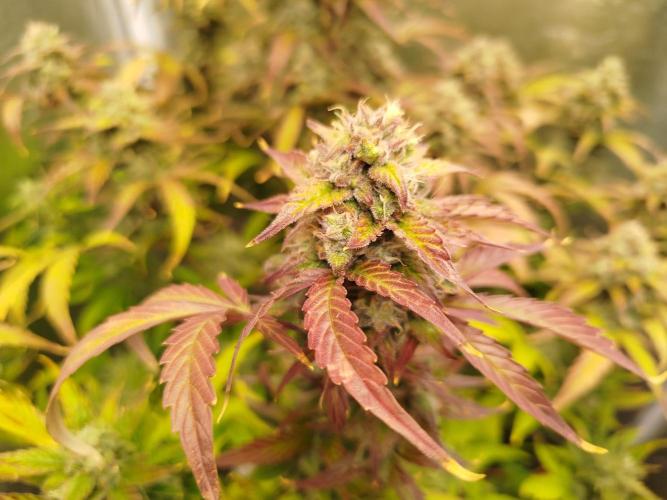 Sweet Skunk Auto. Week 9