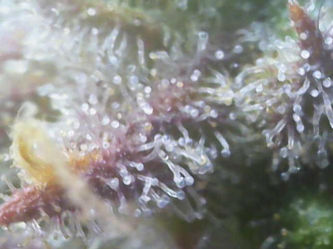 Sweet Skunk Auto. Week 9
