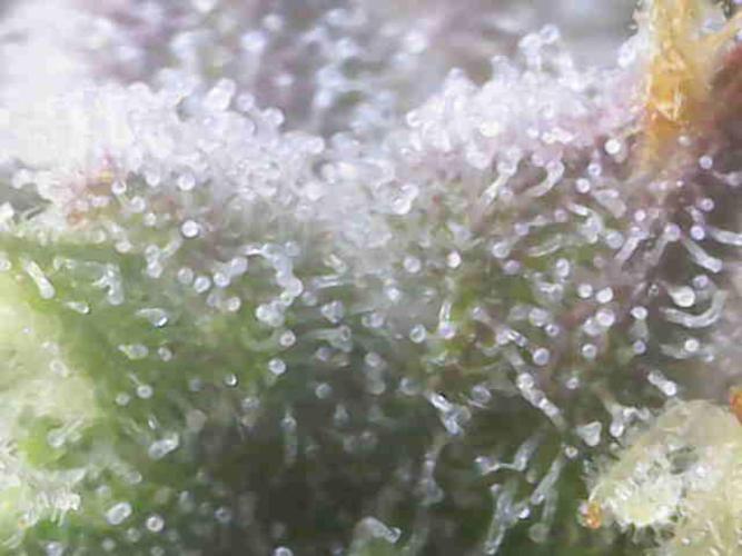 Sweet Skunk Auto. Week 9