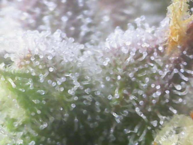 Sweet Skunk Auto. Week 9