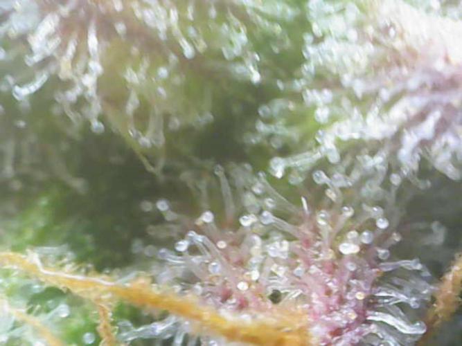 Sweet Skunk Auto. Week 9