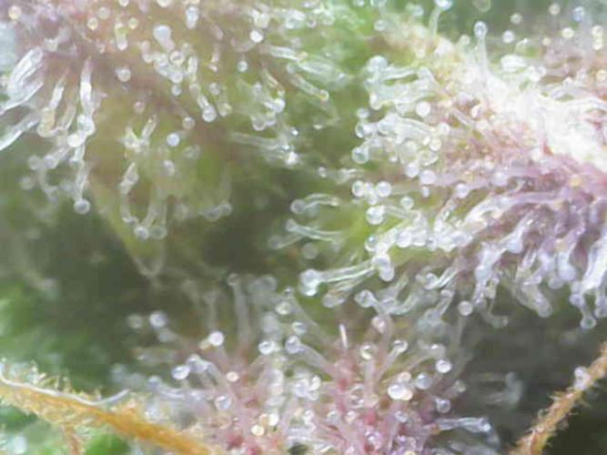 Sweet Skunk Automatic. Week 9
