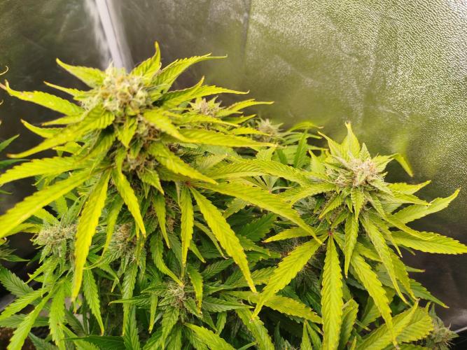 Mini Toffee Pudding Auto. Week 10